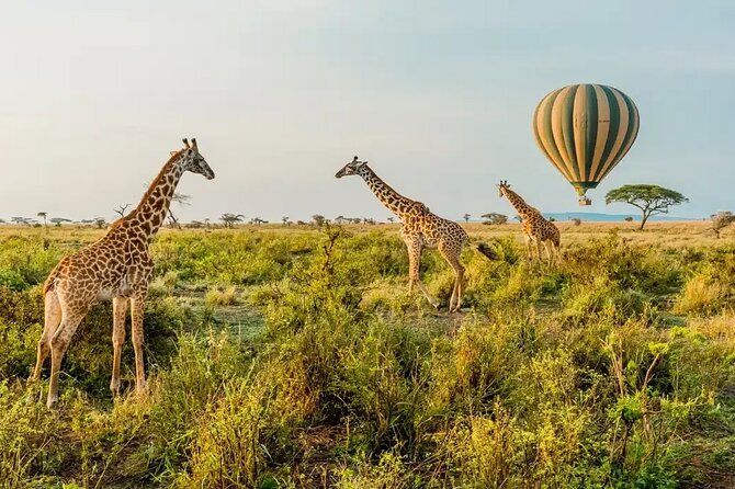 6 Days Tanzania Bush Experience Safari - Key things I’d zero in on before you go
