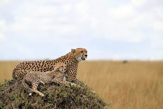 6 Days Tanzania Bush Experience Safari - Lake Natron to Tarangire: the safari pace that actually works