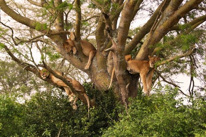 6 Days Tanzania Bush Experience Safari - Day 2: Lake Natron hot springs, wildlife encounters, and a Maasai boma visit