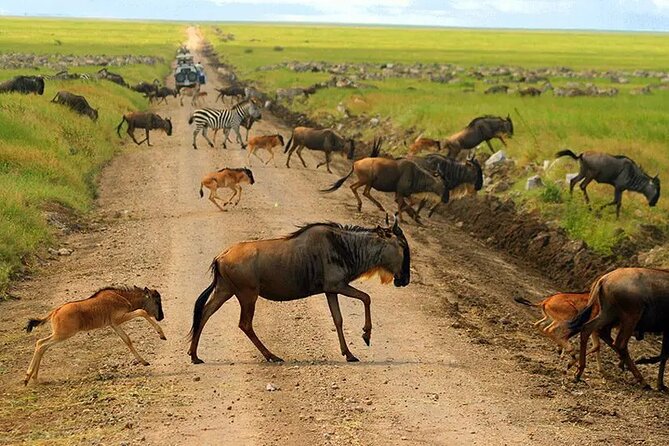 6 Days Tanzania Bush Experience Safari - Day 3: Serengeti through Klein’s Gate, the first big game-drive day
