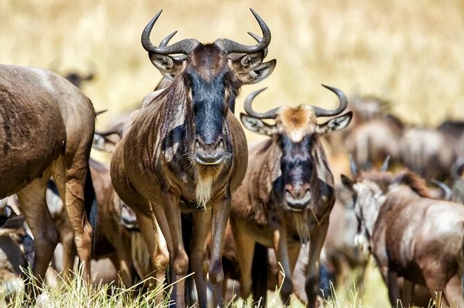 6 Days Tanzania Bush Experience Safari - Day 4: Another full Serengeti day, when the waiting game pays off