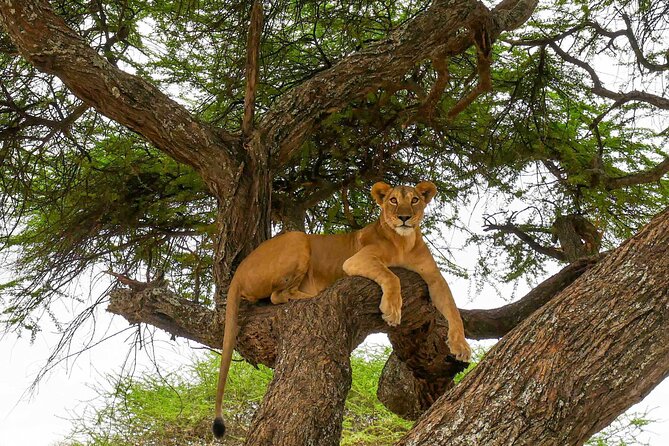 6 Days Tanzania Bush Experience Safari - Day 5: Ngorongoro Crater, the Ark of Noah day, and why overnight matters