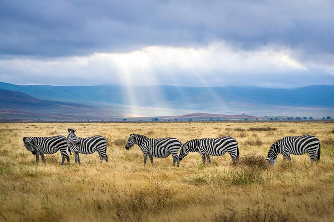6 Days Tanzania Bush Experience Safari - Your private guide and pop-up-roof 4x4, why it changes everything