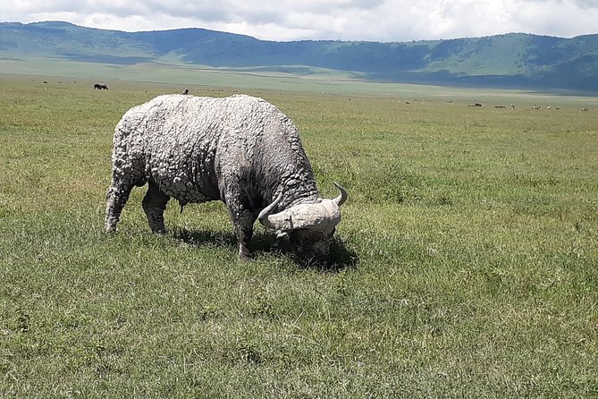 6 Days Tanzania Classic Safari - Day 4 in Serengeti National Park: habitat variety and predator-ready time