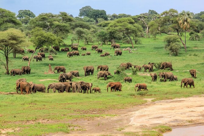 6 Days Tanzania Classic Safari - Day 5: half-day Serengeti viewing, then Karatu and Kitela Lodge