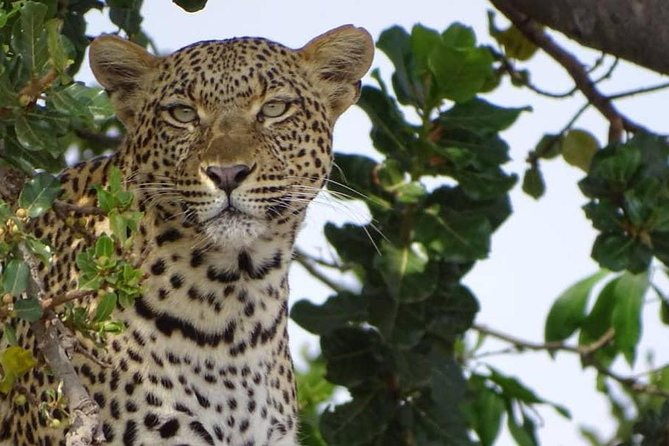 6 Days Tanzania Classic Safari - Day 2 at Tarangire National Park: baobabs, elephants, and that off-route feeling