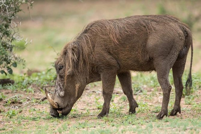 6 Days Tanzania Luxury Safari Tour - Lodges, Meals, and the Comfort That Actually Matters