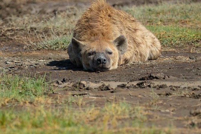 6 Days Tanzania Luxury Safari Tour - Guides, Spotting, and Why Small Groups Change the Experience