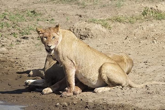 6 Days Tanzania Luxury Safari Tour - Day 1 Lake Manyara: Full Game Drive Plus a Proper Lodge Night