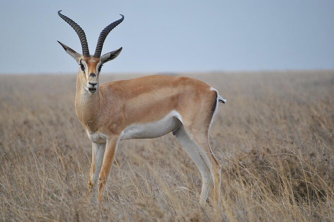 6 Days Tanzania Northern Circuit Safari - Key Things That Make This Safari Worth Your Attention