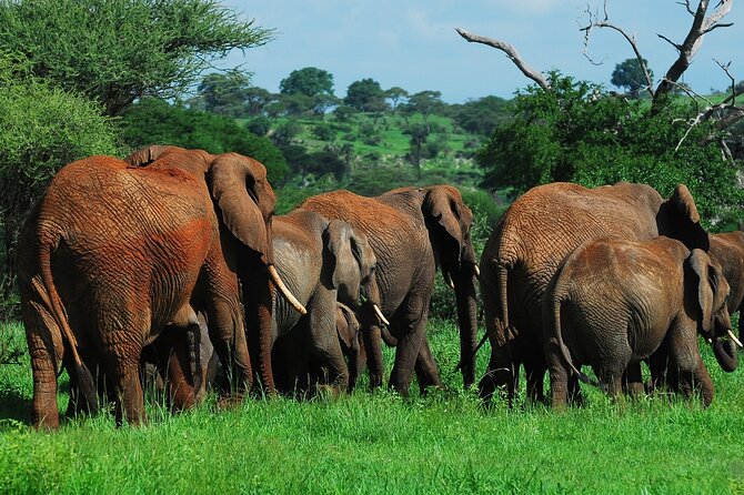 6 Days Tanzania Northern Circuit Safari - Entering The Northern Circuit From Moshi, With Private Convenience