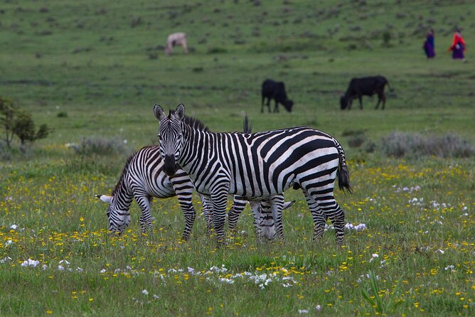 6 Days Tanzania Northern Circuit Safari - Day 6 Ngorongoro Crater: One Caldera, Lots Of Wildlife