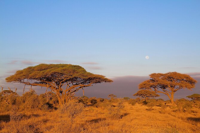 6 Days Tanzania Northern Circuit Safari - Day 1 Tarangire National Park: Elephants First, Questions Later