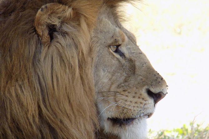 6 Days Tanzania Wildlife Safari Tour - Price and value: what you get for $2,500 per person