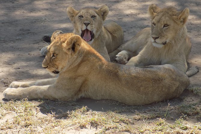 6 Days Tanzania Wildlife Safari Tour - Days 3 and 4 in Serengeti: your real time in the main event