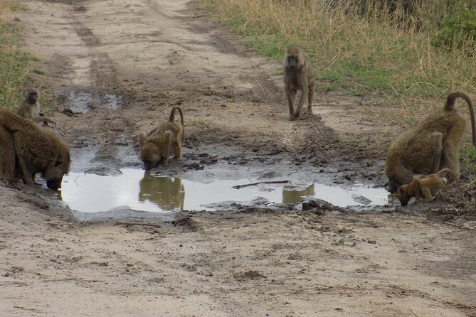 6 Days Tanzania Wildlife Safari Tour - Day 5 Serengeti to Ngorongoro Crater: pacing and timing become extra important