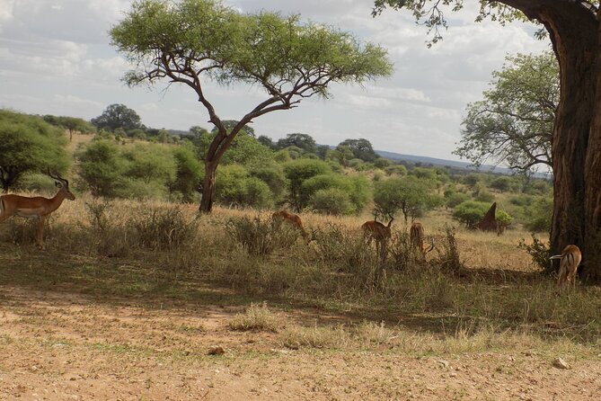 6 Days Tanzania Wildlife Safari Tour - Day 6 Ngorongoro to Arusha and the airport: finish strong and don’t rush