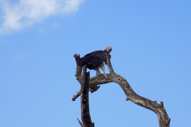 6 Days Tanzania Wildlife Safari Tour - What camping means on this safari, and how to plan for it