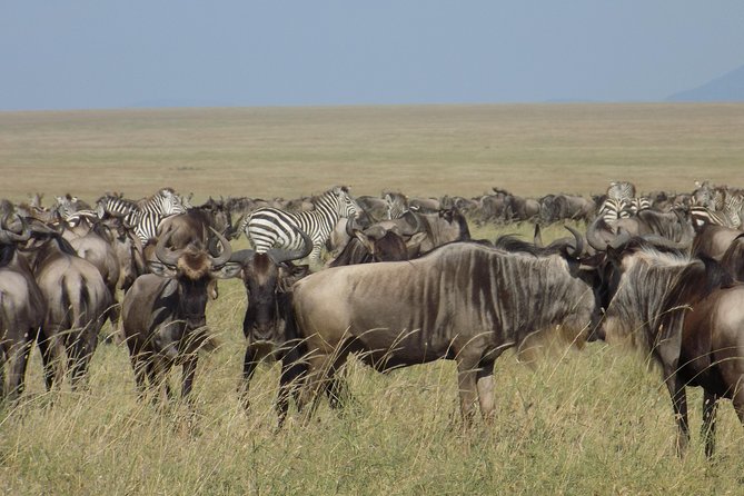 6 Days Tanzania Wildlife Safari Tour - Day 1 in Tarangire National Park: long enough drive, big chance to start strong