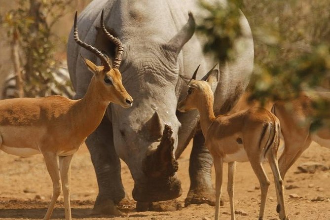 6 Days Tarangire,Serengeti, Ngorongoro & Manyara Mid-range Camping Safari Tour - First step: where the safari starts in Arusha and what the day feels like