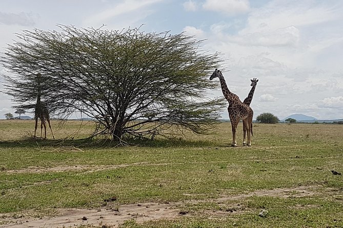6 Days Tarangire,Serengeti, Ngorongoro & Manyara Mid-range Camping Safari Tour - Day 5 Ngorongoro Crater: volcanic caldera wildlife and the black rhino question