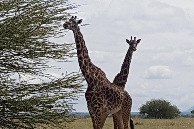6 Days Tarangire,Serengeti, Ngorongoro & Manyara Mid-range Camping Safari Tour - Day 6 Lake Manyara for birds, escarpment views, and tree-climbing lions