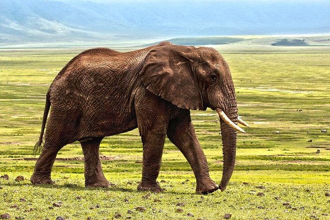 6 Days Tarangire,Serengeti, Ngorongoro & Manyara Mid-range Camping Safari Tour - Guides and service: what the best feedback tells you to expect