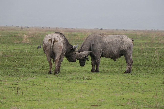 6 Days Tarangire,Serengeti, Ngorongoro & Manyara Mid-range Camping Safari Tour - Price and value: what is included, and how to judge a good deal