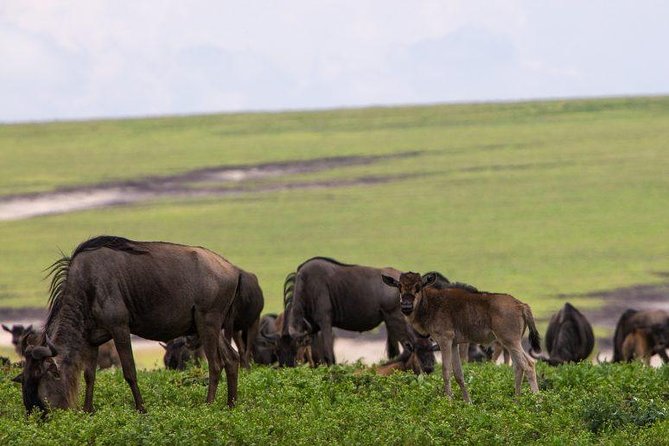 6 Days Tarangire,Serengeti, Ngorongoro & Manyara Mid-range Camping Safari Tour - Days 2 to 4 Serengeti National Park, the big cat zone and the Great Migration season drama