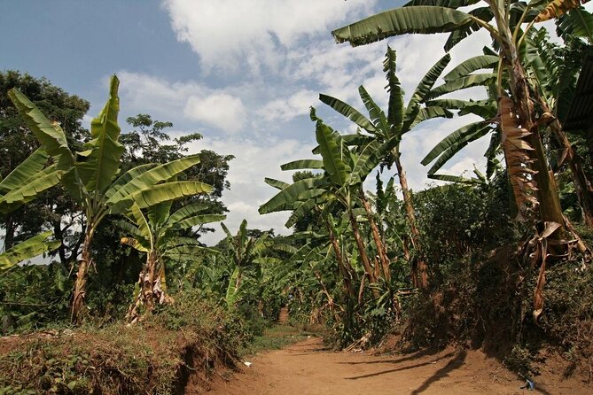 6 Days Trekking Marangu Route Mount Kilimanjaro - Key things I’d circle before booking