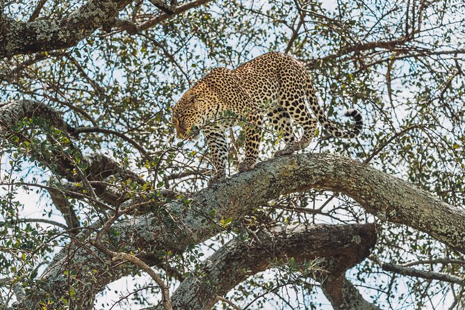 6-DayThe Best of Northern Tanzania Safari - Ngorongoro Conservation Area and Ngorongoro Wild Camp: the night before the crater