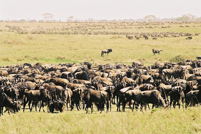 7 Day 6 nights Great Migration Classic Tanzania Safari - Entering the Northern Circuit from Arusha at 8:30am