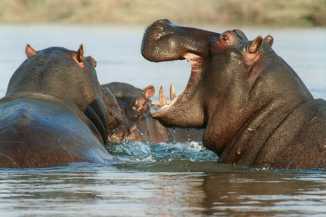 7 Day Grand Tanzania Safari - Tarangire National Park: elephants up close and baobabs on repeat