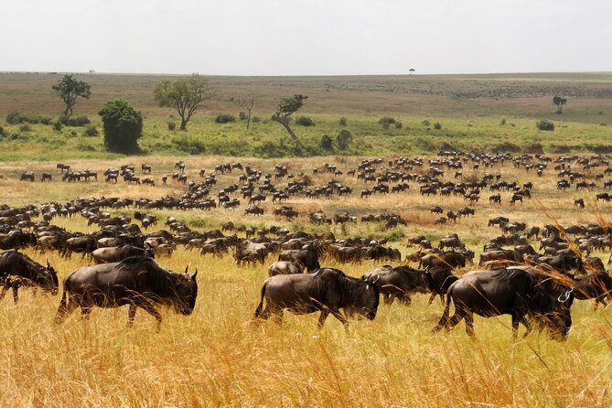 7 Day Grand Tanzania Safari - Serengeti: the migration engine, plus two bites at the apple