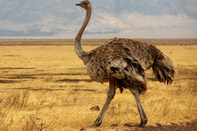 7 Day Grand Tanzania Safari - Serengeti morning choices: hot air balloon or sunrise game drive