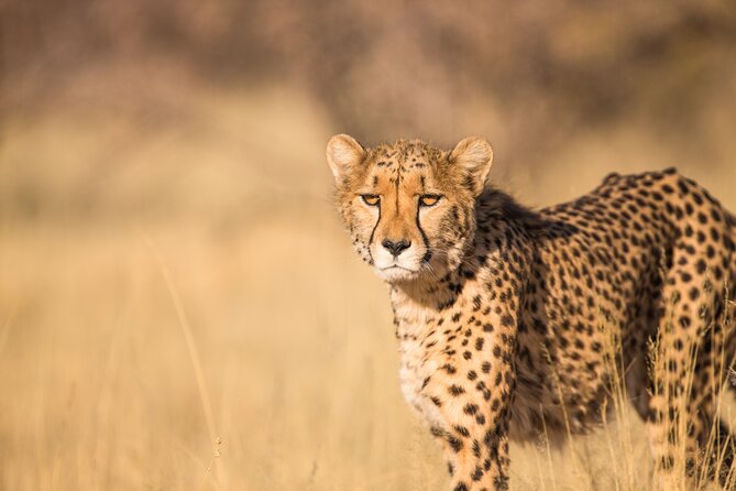 7 Day Grand Tanzania Safari - Ngorongoro Conservation Area: descending into the Big Five zone