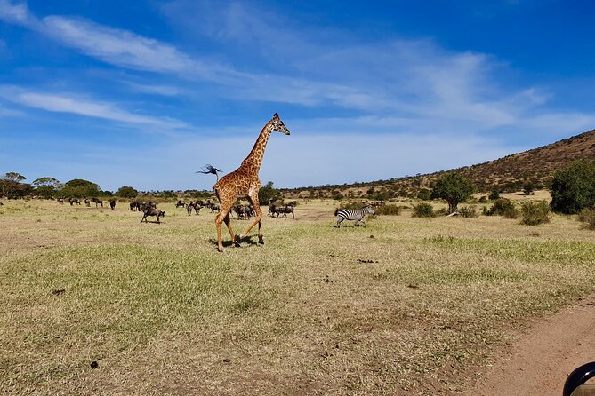 7 Day Grand Tanzania Safari - Price and logistics: what $2,800 per person is buying you