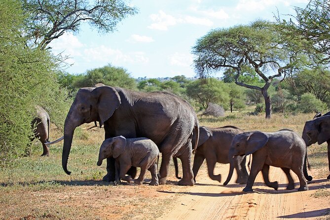 7 Day Grand Tanzania Safari - Lake Manyara: tree-climbing lions, flamingos, and Rift Valley drama