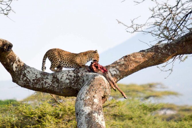7-Day Great Migration Safari - Food, water, and comfort on long safari days