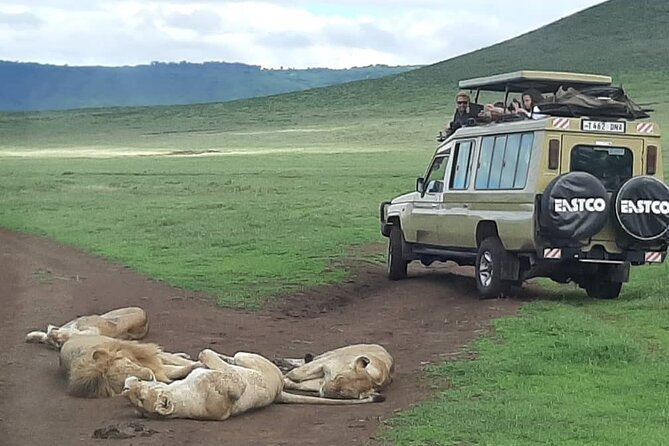 7-Day Great Migration Safari - Day 1 in Tarangire National Park: elephants, picnic lunch, and Boundary Hill Lodge