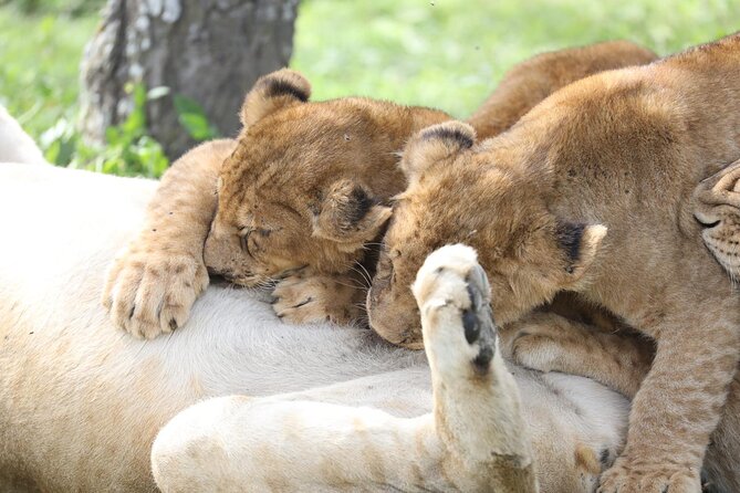 7-Day Group Camping Tarangire/Serengeti/Ngorongoro/lake Manyara - Camping Style, Meals, and the Real Comfort Level You Should Expect