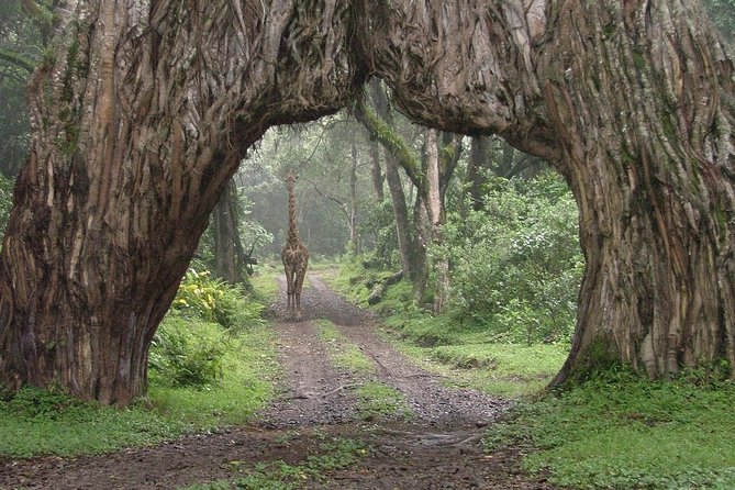 7 Day Joined Safari Serengeti,Ngorongoro,Manyara,Tarangire,Arusha National Park - Quick hits you will care about