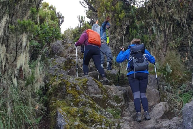 7-Day Kilimanjaro Climb–Lemosho R. Scenic Adventure to the summit - Shira Camp Two and Moorlands: When the Air Gets Serious