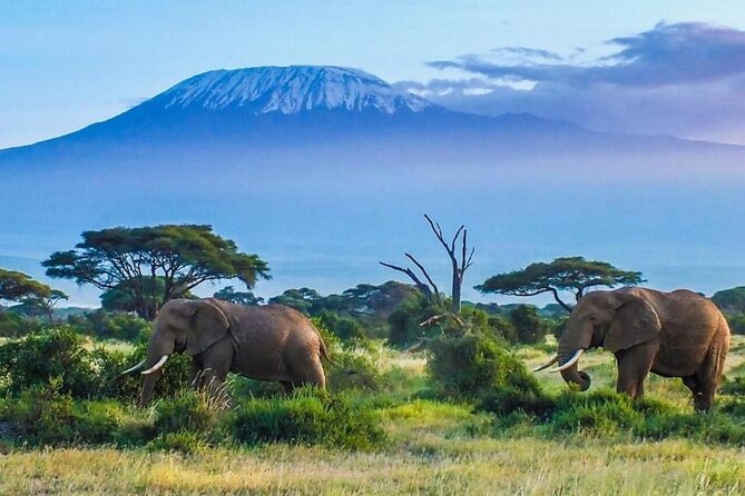 7-Day Kilimanjaro Climb Machame Route - Day 2 to Machame Camp: rainforest start and that gate-to-trail moment