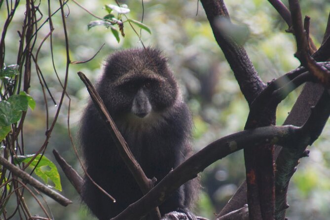 7 Day Kilimanjaro Machame climb - Should you book this 7-day Machame climb with Shah Tours?