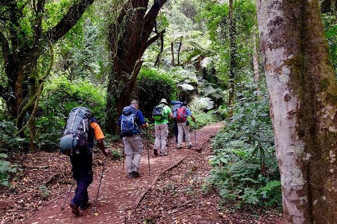 7-Day Machame Route Kilimajaro - Midnight Start to Stella Point and Uhuru Peak: Sunrise on the Crater Rim