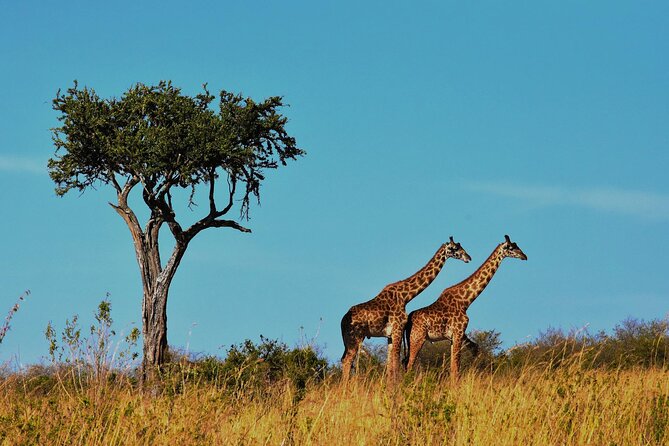 7-Day Magical Tanzania Safari -Premium High End Package - Moshi, Airport Hugs, and Why Starting in Arusha Works