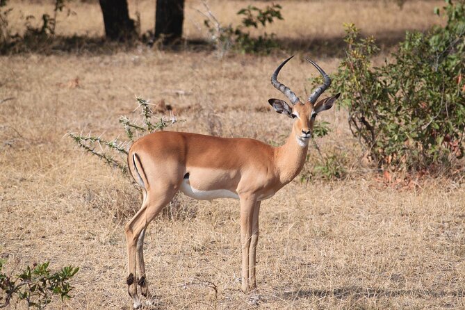 7-Day Magical Tanzania Safari -Premium High End Package - Serengeti Game Drives: Migration Chances and Big-Game Density