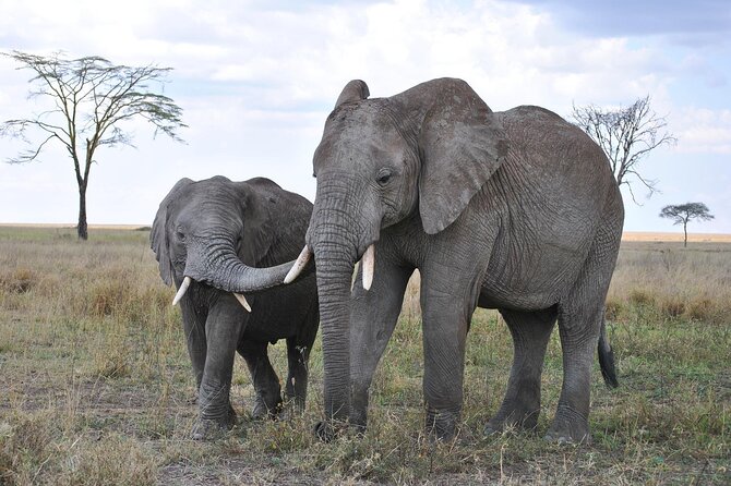 7-Day Magical Tanzania Safari -Premium High End Package - Ngorongoro Crater Full-Day Tour: The Volcanic Wonder and Car-Shade Lunch
