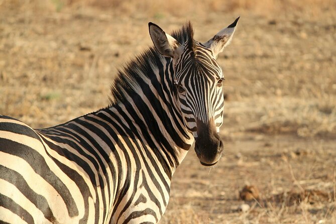 7-Day Magical Tanzania Safari -Premium High End Package - Luxury Value: What $10,250 Per Person Buys You Here